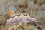 Chromodoris coi