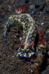 Hypselodoris infucata