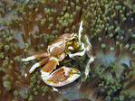 Neopetrolisthes maculata - Anemonenkrebs
