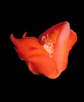 Hexabranchus sanguineus - Spanische Tänzerin