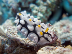 Phyllidia elegans