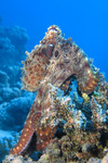Octopus cyanea - Tintenfisch