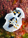 Chromodoris dianae