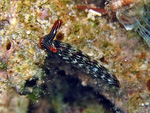 Thuridilla gracilis