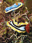 Chromodoris elisabethina