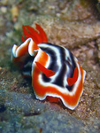 Chromodoris magnifica