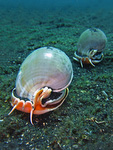 Phalium glaucum - Spitzkreiselschnecke