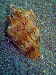 Cymbiola vespertilio - Variable Walzenschnecke