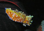 Sepia bandensis - Stumpfdorn-Sepie