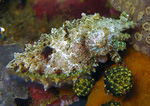 Sepia bandensis - Stumpfdorn-Sepie