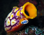 Tubaspieler
Chromodoris annae