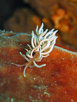 Phyllodesmium briareum