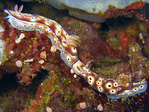Risbecia tryoni