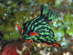 Nembrotha nigerrima / Nembrotha kubaryana