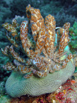 Phyllodesmium longicirrum