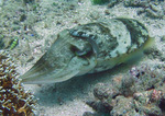 Sepia latimanus - Breitarm Sepia beim Jagen