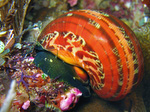 Turbo petholatus - Katzenaugeschnecke
