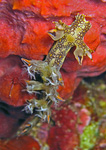 Bornella anguilla - Nudi-Fish