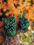 Nembrotha cristata - Grüne Samt-Neonsternschnecke