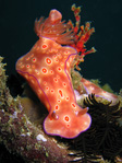 Ceratosoma trilobatum - Sternschnecke