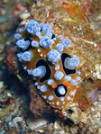 Phyllidia ocellata