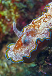 Glossodoris cincta