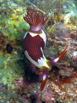 Nembrotha purpureolineata