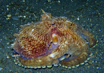 Octopus marginatus - Venen Tintenfisch