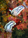Chromodoris lochi