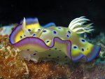 Chromodoris kuniei