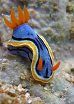 Chromodoris annae