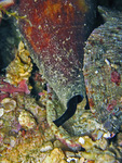 Conus tulipa - Kegelschnecke