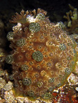 Dendrodoris sp.