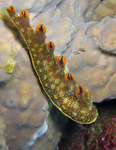 Bornella anguilla - Nudi-Fish