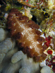 Marionia sp.
