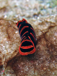 Philinopsis sp.
