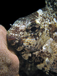 Siganus  argenteus - Kaninchenfisch