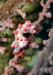 Hippocampus bargibanti - Zwerg-Seepferdchen