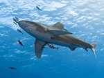 Carcharhinus longimanus - Weißspitzen-Hochseehai