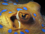 Taeniura lymna - Blaupunktrochen