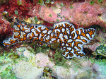 Ascidians - Botrylloides - Seescheide