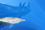 Tursiops truncatus - Großer Tümmler