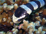 Laticauda colubrina - Gelblippen Seeschlange
