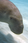 Dugong Dugon