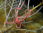 Ophiothrix sp. - Schlangenstern