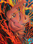 Astroboa ernae - Gorgonenhaupt